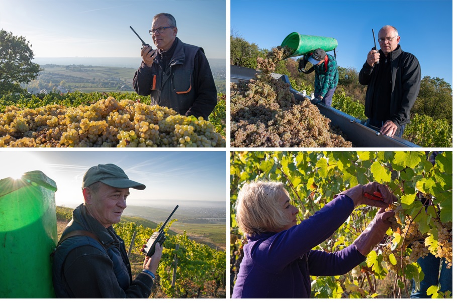 kenwood-nx-300-radios-weingut-robert-weil kenwood-nx-300-radios-weingut-robert-weil